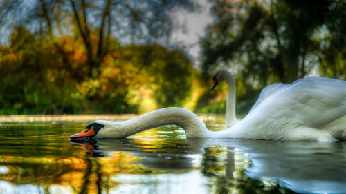 Swan swimming in lake