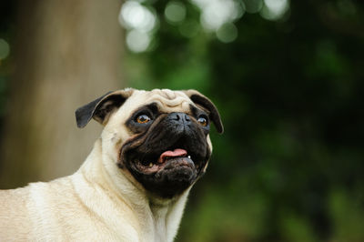 Close-up portrait of dog