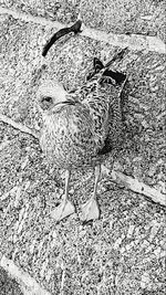 High angle view of a bird on field