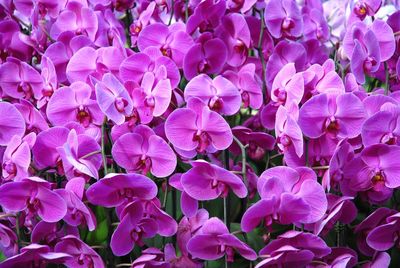 Close-up of purple flowering orchids