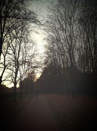 Bare trees at sunset