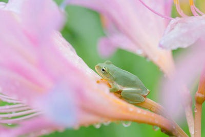 Close-up of frog on flower