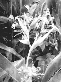Close-up of plant