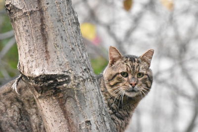 Portrait of a cat on tree trunk