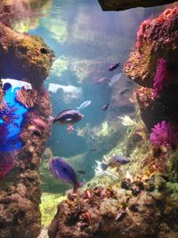 Fish swimming in sea