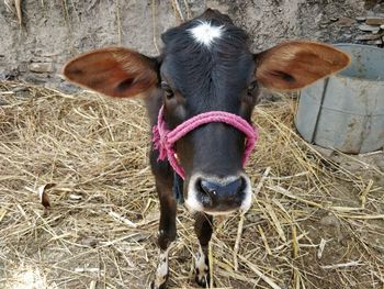 Cow on field