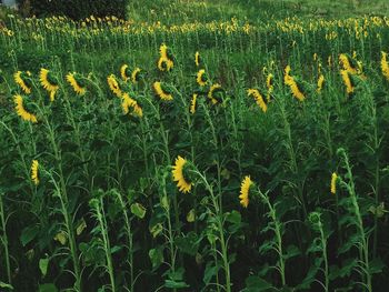 Yellow flowers growing on field