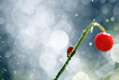 Close-up of wet berries growing on plant