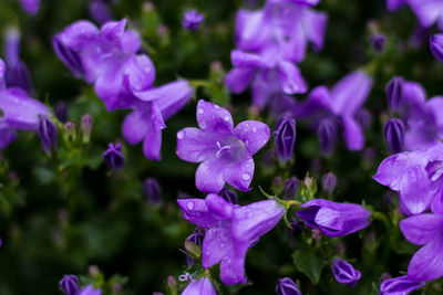 Close-up of purple flowering plants in park