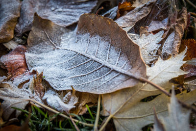 Close-up of frozen dry leaves during winter