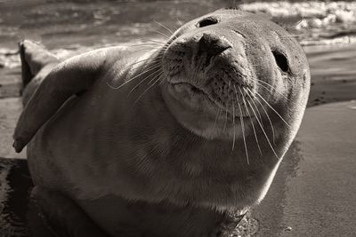 Close-up of sea lion