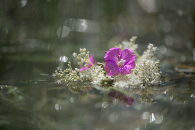 Close-up of plant growing in water