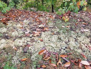 Close-up of autumn leaves on field in forest