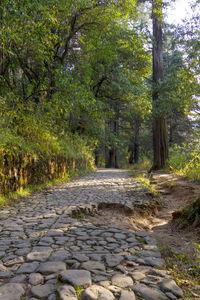 Footpath amidst trees in forest