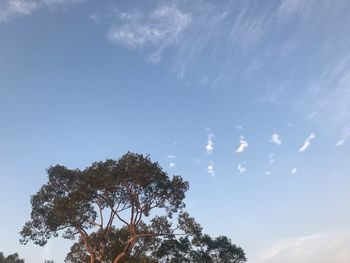 Low angle view of tree against sky