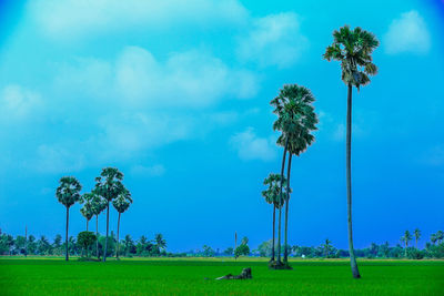 Palm trees on field against sky