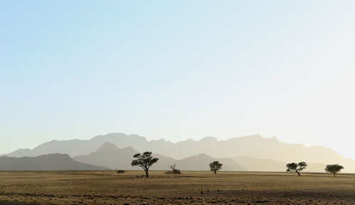 Scenic view of field against clear sky