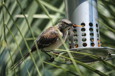 Close-up of bird perching on feeder