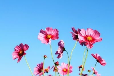 Low angle view of pink flowers against clear sky