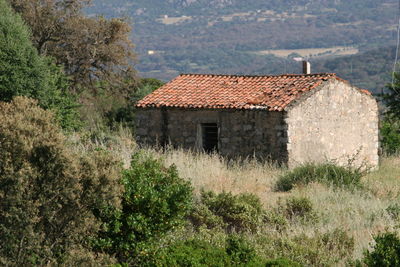 House and trees