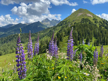 Purple flowering plants on field by mountains against sky