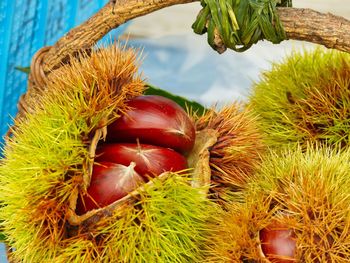 Close-up of fruits growing on plant