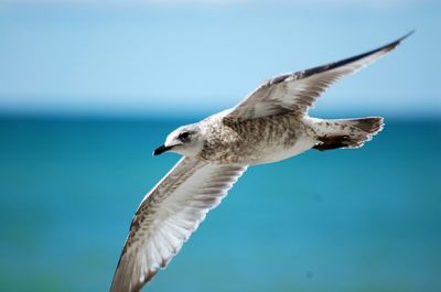 Seagull flying in blue sky