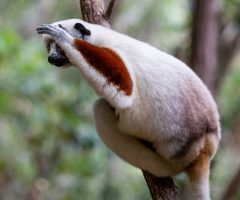 Ring-tailed lemur closeup, lemur catta, anja reserve, madagascar