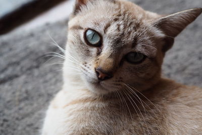 Close-up of a cat