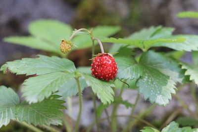 Close-up of strawberries on plant