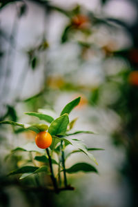 Close-up of fresh orange tree
