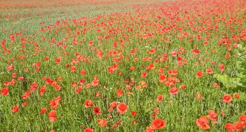 Red poppy blooming in field