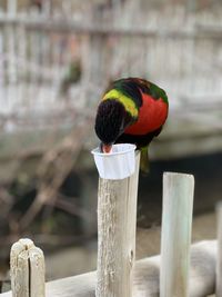 Close-up of bird perching on wooden post