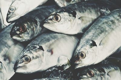 Close-up of dead fish