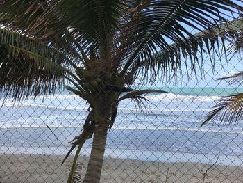 Palm tree by sea against sky