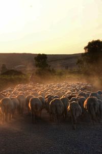 Flock of sheep during sunset