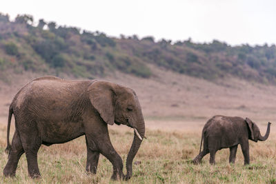 The elephants heard in a field at the maasai mara national game reserve in narok county in kenya 