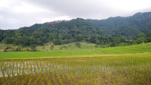 Scenic view of agricultural field against sky