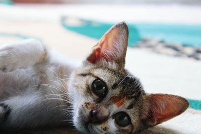 Close-up portrait of cat