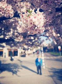 Cherry blossoms in city