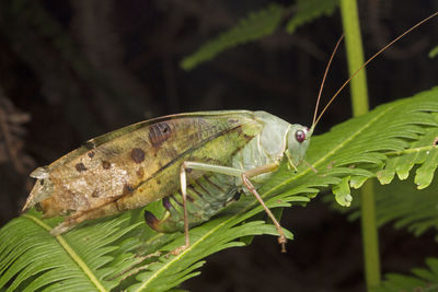 Close-up of insect on plant