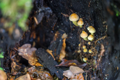 Close-up of mushrooms growing on tree trunk