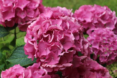 Close-up of pink hydrangea blooming outdoors