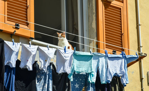 Low angle view of clothes drying on window