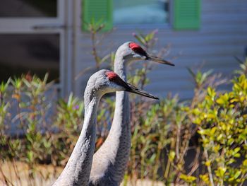 Close-up of bird against blurred background