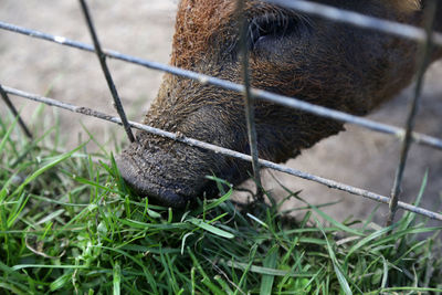 1812, wollschwein, mangalica pig, mangalitsa, gemany