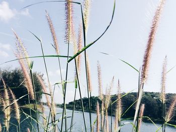 Close-up of reed grass by lake against sky