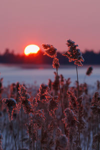 Close-up of plants against sea during sunset