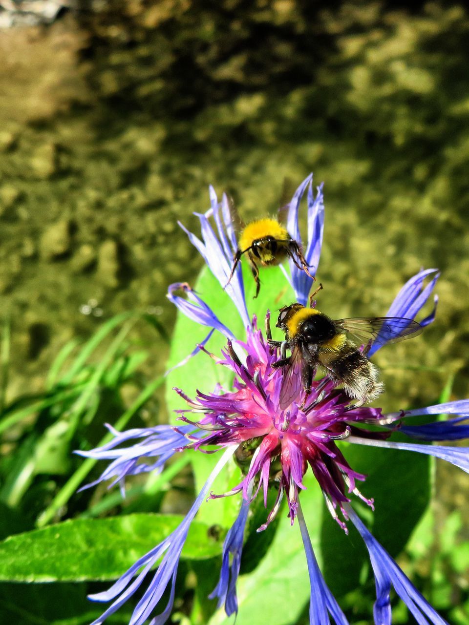 CLOSE-UP OF HONEY BEE POLLINATING ON PURPLE FLOWER