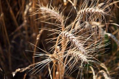 Close-up of wilted plant on field